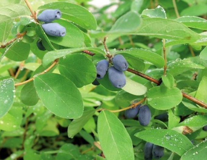 Zemolez kamčatský ´Sinij Utes´