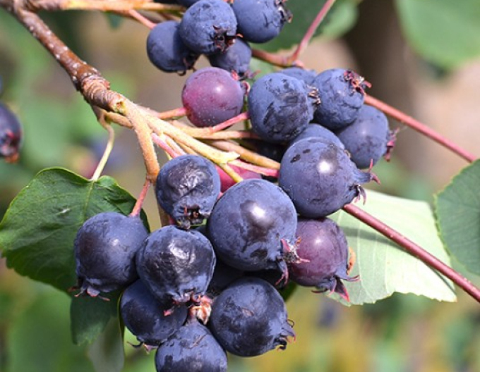 Muchovník  ’Northline’