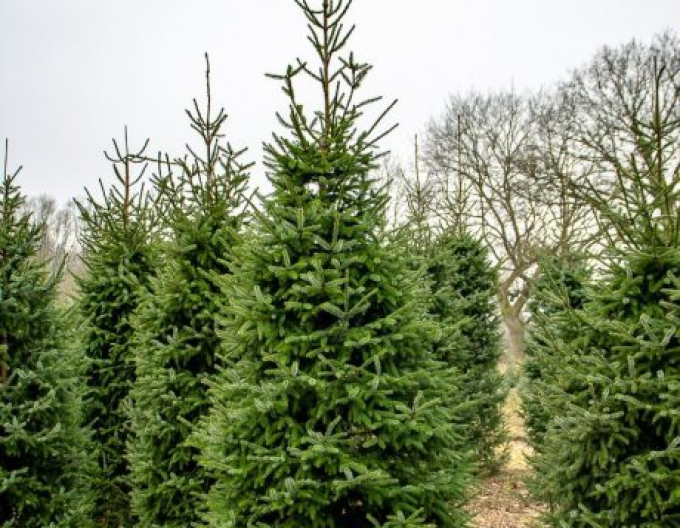 Smrek pančičov (Omorika) 100/125 cm