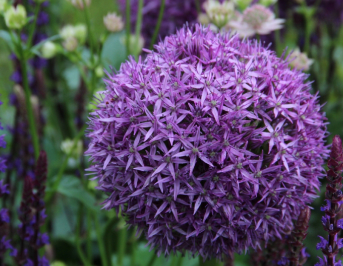 Cesnak okrasný ´Globemaster´ 1ks