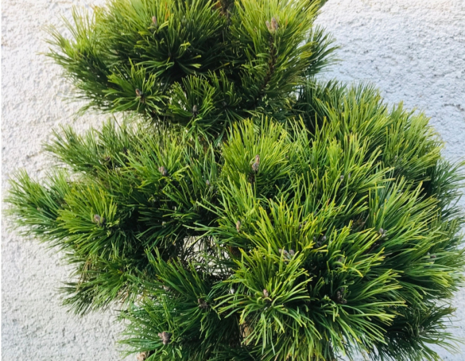 Borovica čierna 60/80cm, kont.