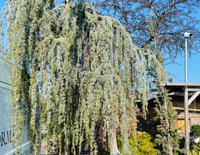 Céder atlantský ´ Glauca Pendula´ 200 - 250cm