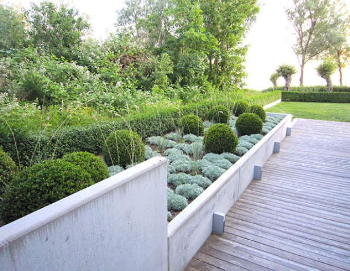 Palina schmidtova ’Nana’