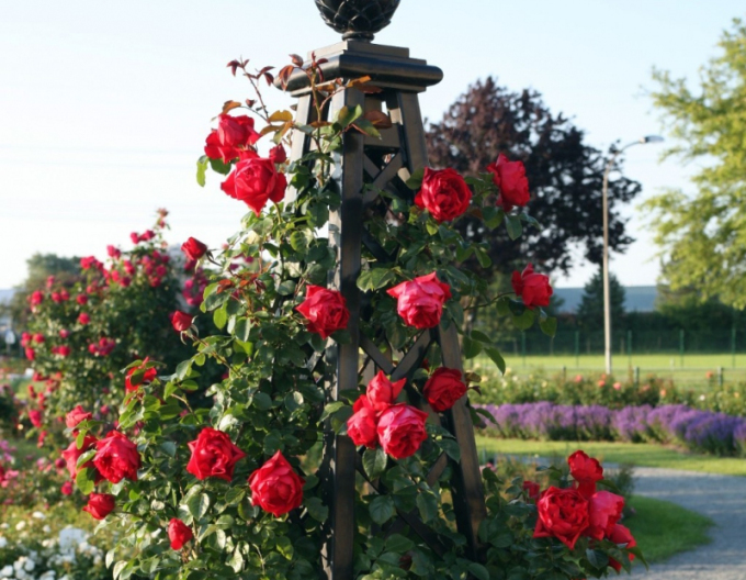 Ruža ´Florentina´