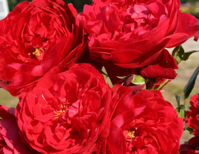 Ruža ´Florentina´