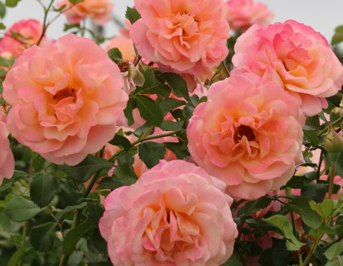 Ruža ´Peach Melba´