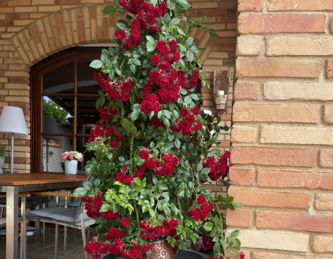 Ruža ´Crimson Siluetta´