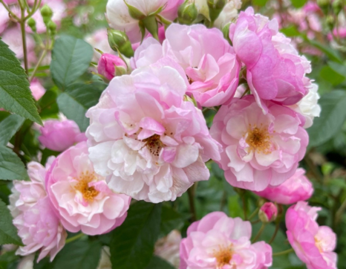 Ruža ´Lavender Siluetta´