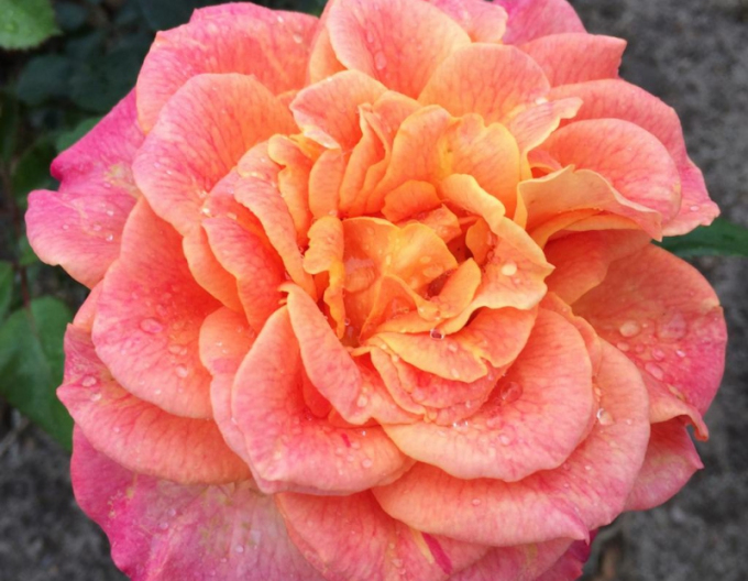 Ruža ´Better Times´