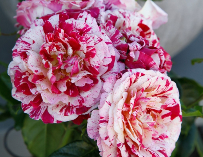 Ruža ´Abracadabra´