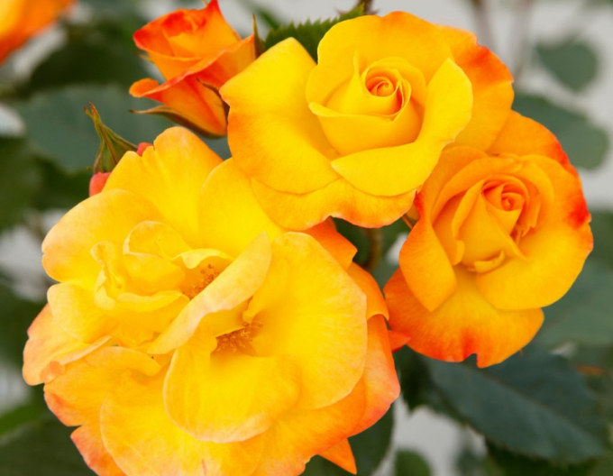 Ruža ´Bright Smiles´