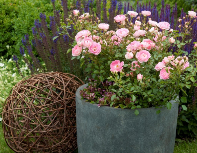 Ruža ´Flirt 2011´