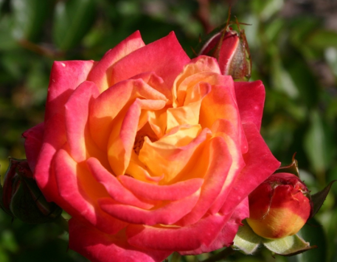 Ruža ´Little Sunset´