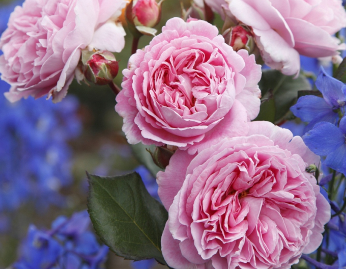 Ruža ´Rosengrafin Marie Henriette´