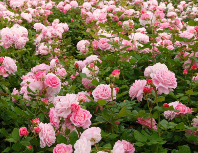 Ruža ´Rosengrafin Marie Henriette´