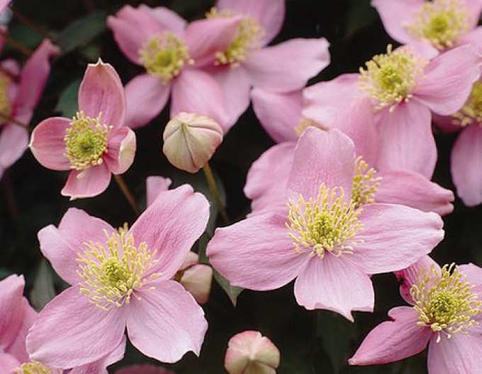 Plamienok ´Elizabeth´