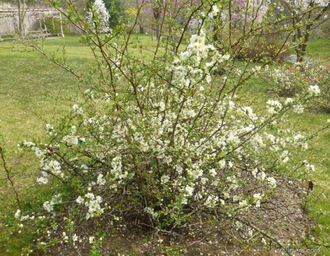 Dulovec nádherný ´Kinshiden´