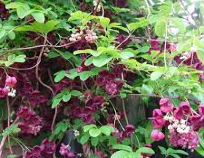 Akebia trojpočetná