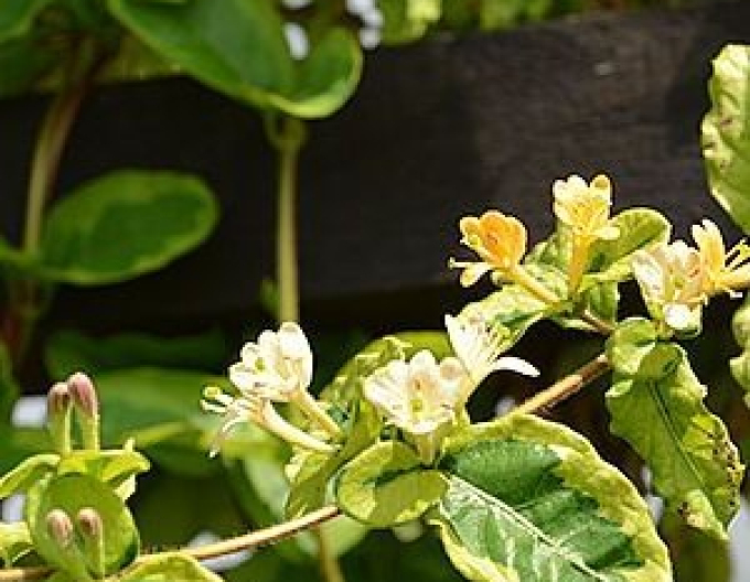 Zemolez japonský ´Kogel-Mogel ´