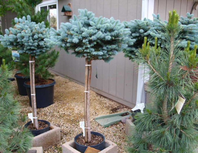 Smrek "Glauca Globosa" na kmienku