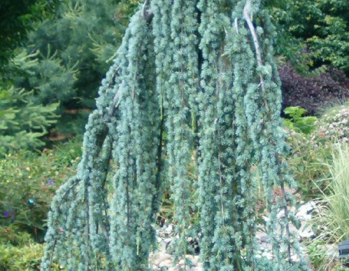 Céder atlantský ´Glauca Pendula´ 150cm