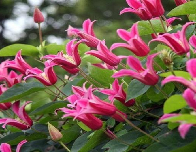 Plamienok ´Happy Diana´