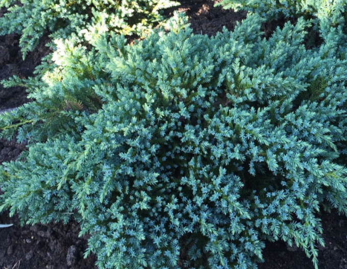 Borievka šupinatá  ´Little Joanna´