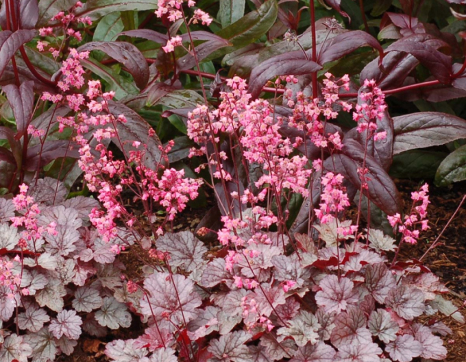 Heuchera ´Milan´