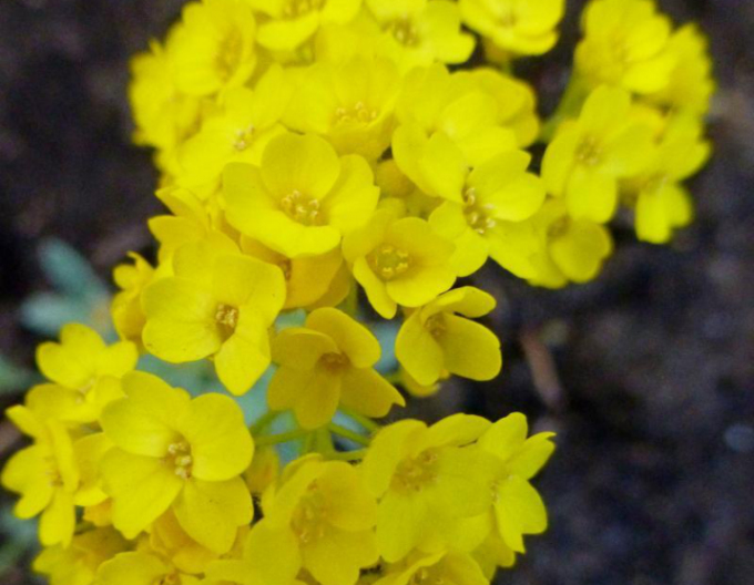 Taričník skalný ´Gold Cushion´