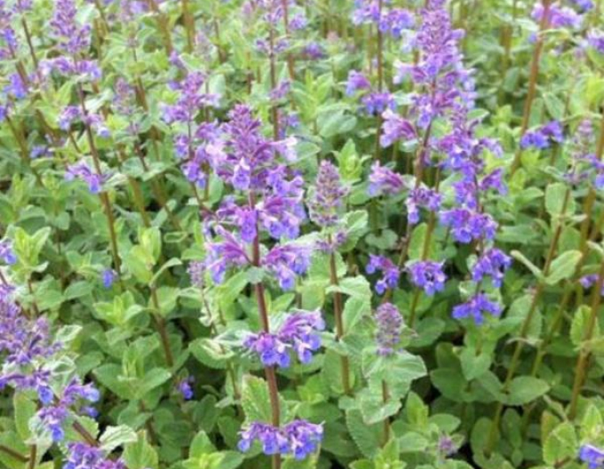 Kocúrnik ´Superba´