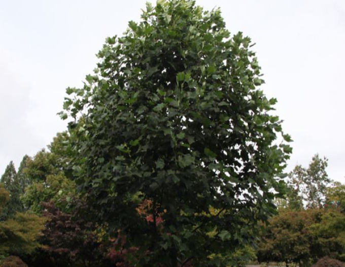 Ľaliovník tulipánokvetý  (Liriodendron tulipifera) 175cm