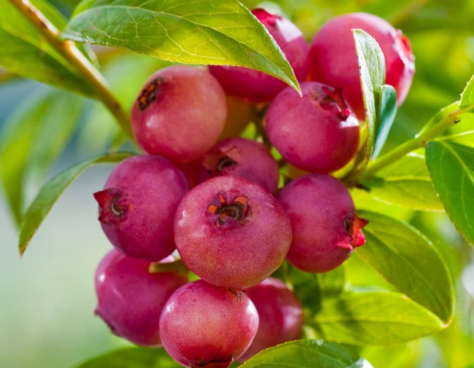 Čučoriedka kanadská ´Pink Lemonade´