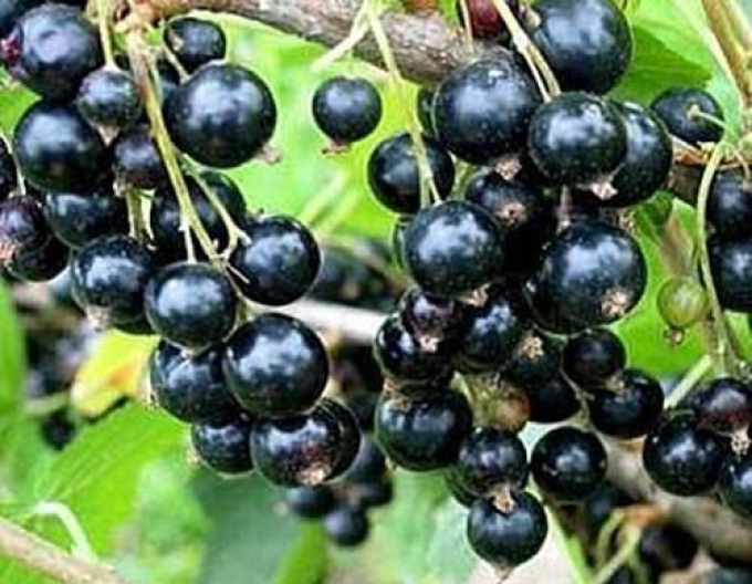 Ríbezľa čierna ‘Titania’ KER