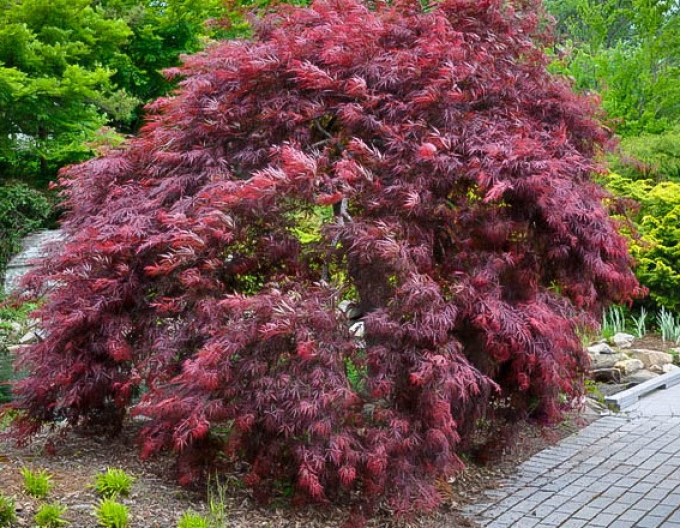 Javor dlaňovitolistý ´Inaba Shidare´´