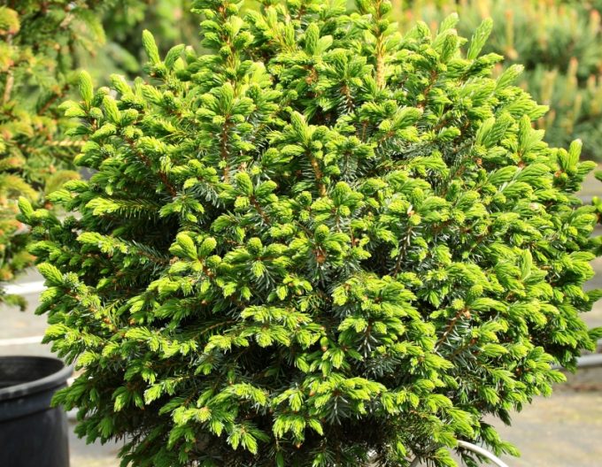 Smrek balkánsky ´Nana´