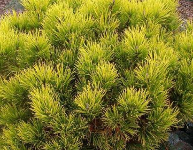 Borovica horská ´Carsten´s Wintergold´ stromčeková