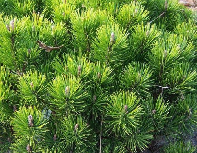 Borovica horská ´Pumilio´