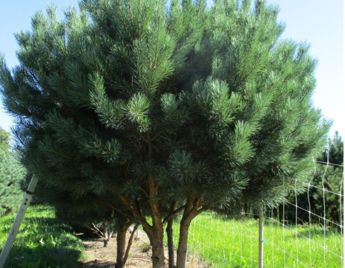 Borovica lesná ´Watererii´