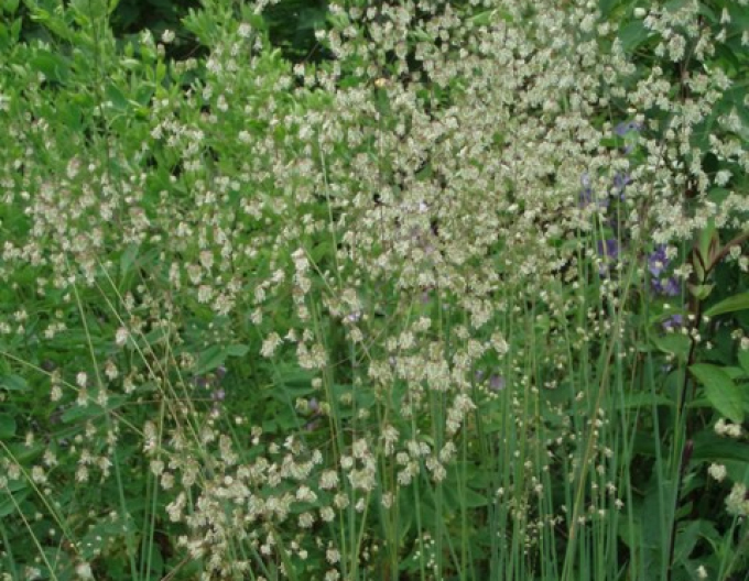 Kraslica prostredná 9x9