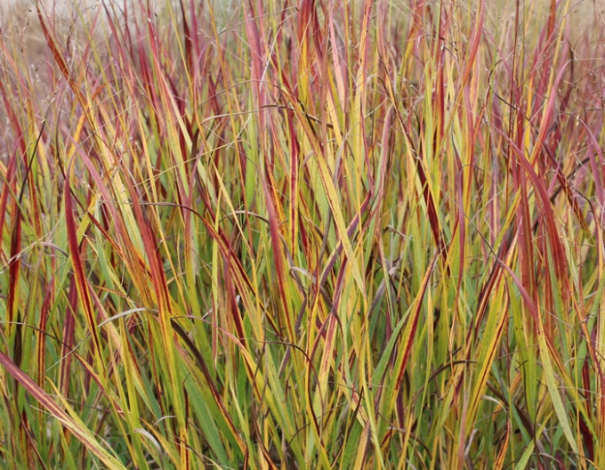 Proso ’Shenandoah’