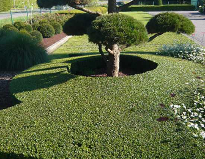 Skalník Dammerov "Skogholm"