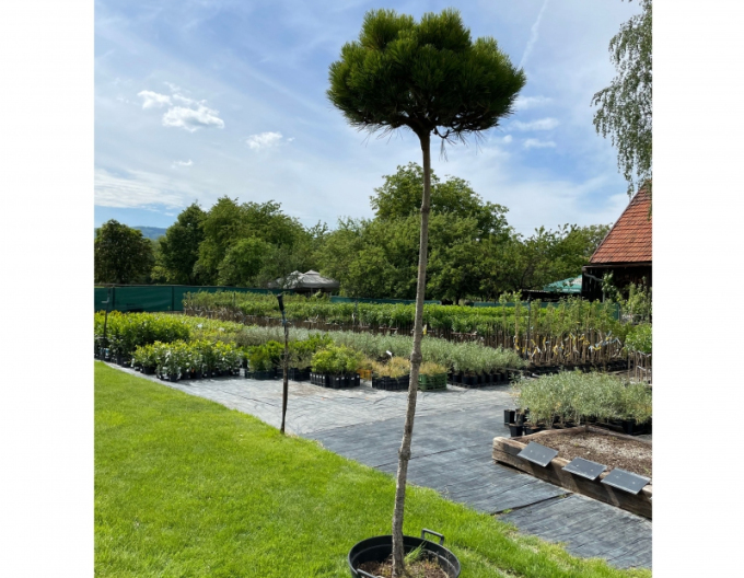 Borovica čierna ’ Brepo´ na kmienku 200cm