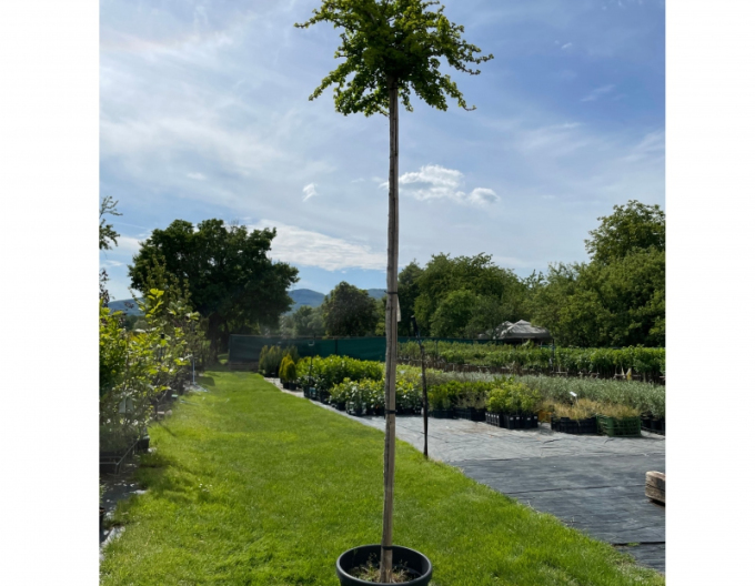 Ginko dvojlaločné ´Troll´ na kmienku