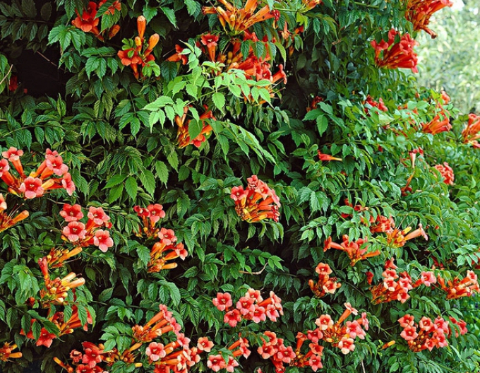 Trubkovec ´Rosso´ na kmienku