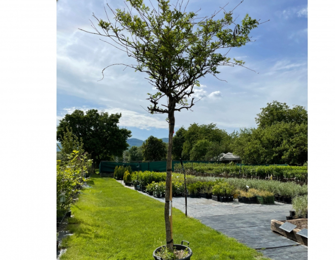 Trubkovec ´Rosso´ na kmienku