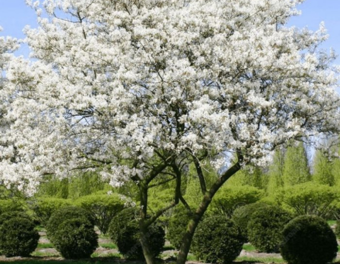 Muchovník Lamarckov 120 - 140cm