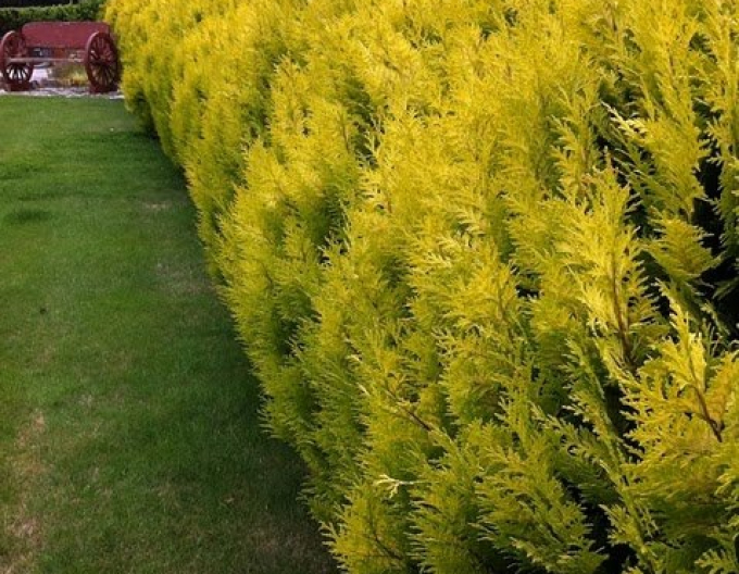 Cyprusovec leylandský ´Gold Rider´