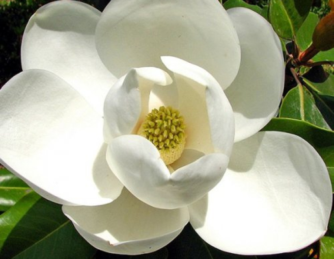 Magnólia veľkokvetá ´GALISSONNIÉRE´ na kmienku