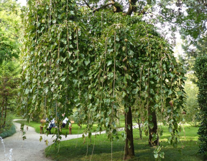 Moruša previslá biela (čierne plody) 190cm