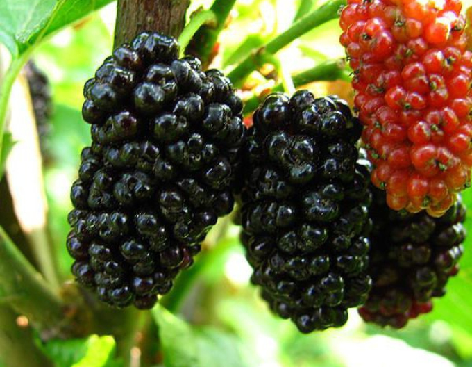 Moruša previslá biela (čierne plody) 190cm